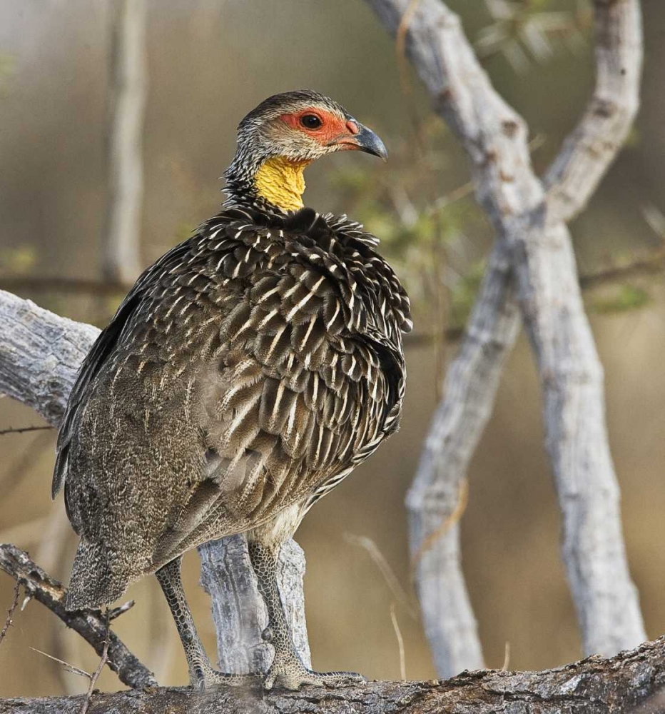 Kenya Yellow-necked spurfowl bird on tree trunk